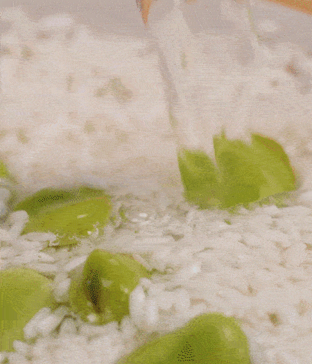 鍋底抹油，將淘洗干凈的大米，加蠶豆、清水，蓋蓋中火煮。